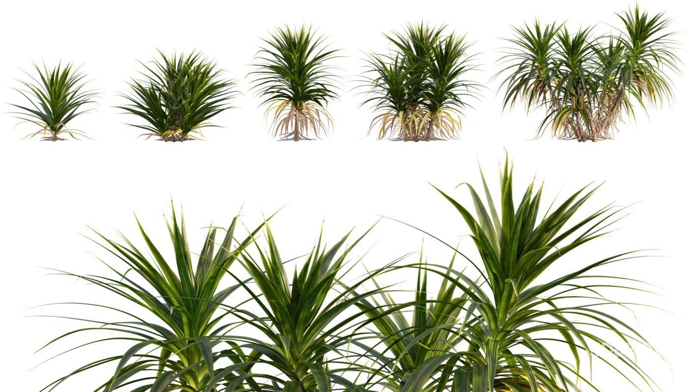 Collection 06 – Japanese Garden Image 18