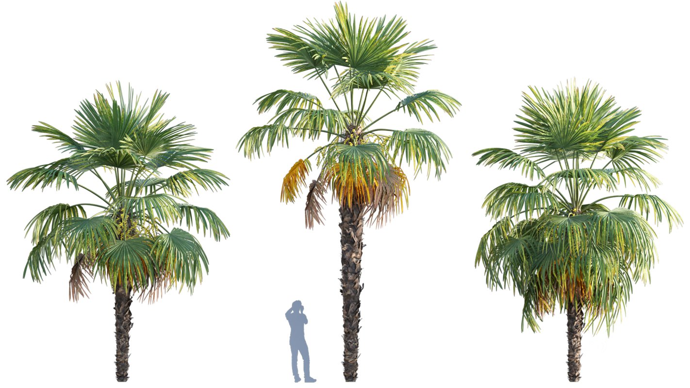 Collection 10 – Palm garden Image 12
