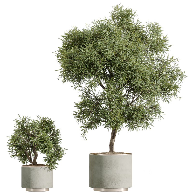 AV Indoor Plants Set 328 Olive and Yucca Rostrata Palm and Dracaena Lemon Image 6