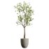 AV Indoor Plants Set 333 Ficus Robusta Abidjan and Ficus Dracaena Marginata - Thumbnail 1