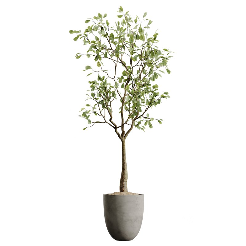 AV Indoor Plants Set 333 Ficus Robusta Abidjan and Ficus Dracaena Marginata Image 1