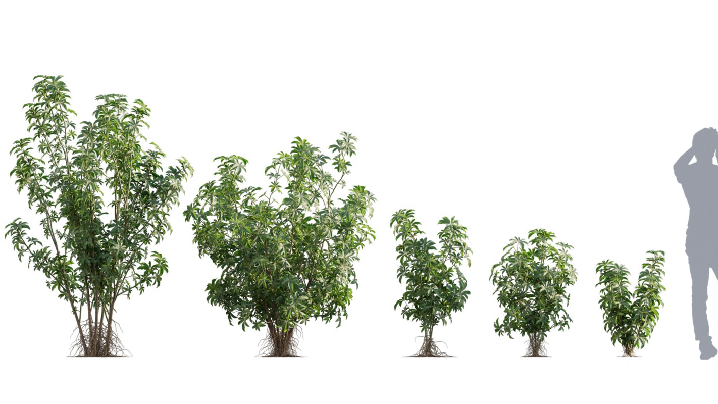 Collection 04 – Tropical Garden Image 11