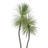 AV Indoor Plants Set 328 Olive and Yucca Rostrata Palm and Dracaena Lemon - Thumbnail 5