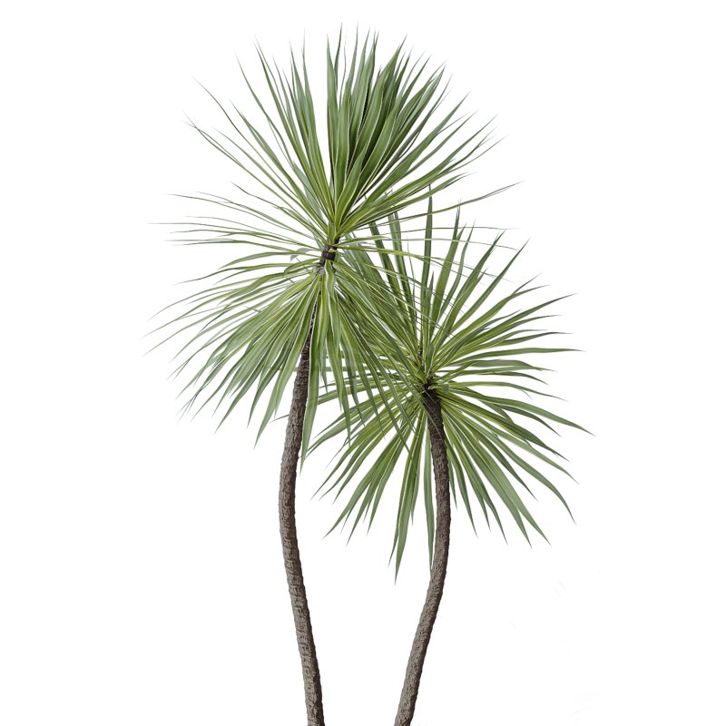 AV Indoor Plants Set 328 Olive and Yucca Rostrata Palm and Dracaena Lemon Image 5