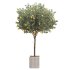 Lemon Tree in Pot Collection - Thumbnail 6