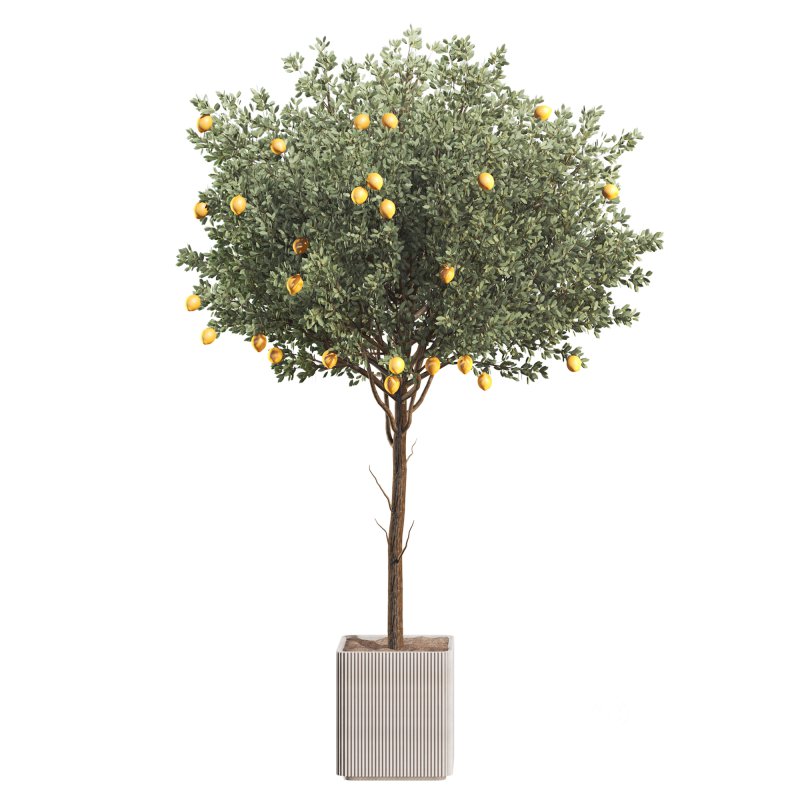 Lemon Tree in Pot Collection Image 6