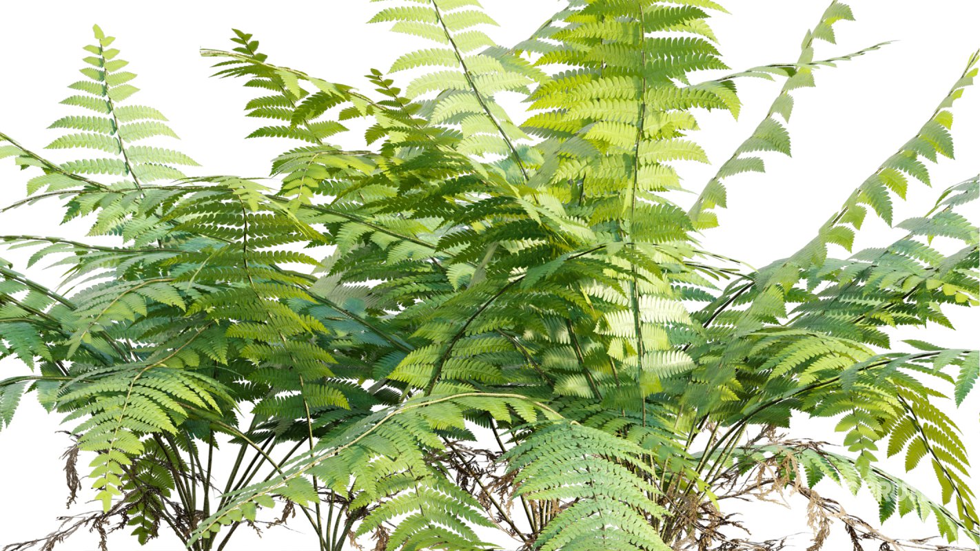 Collection 09 – Fern Garden Image 35