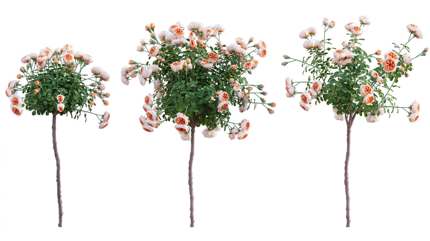 Collection 08 – Rose Garden Image 25