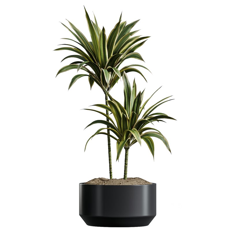 AV Indoor Plants Set 337 Dracaena Lemon and chefflera Umbrella and Rhapis Excelsa Palm Image 4