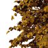 Tilia platyphyllos Tree 13 - Thumbnail 4