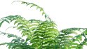 Collection 09 – Fern Garden - Thumbnail 37