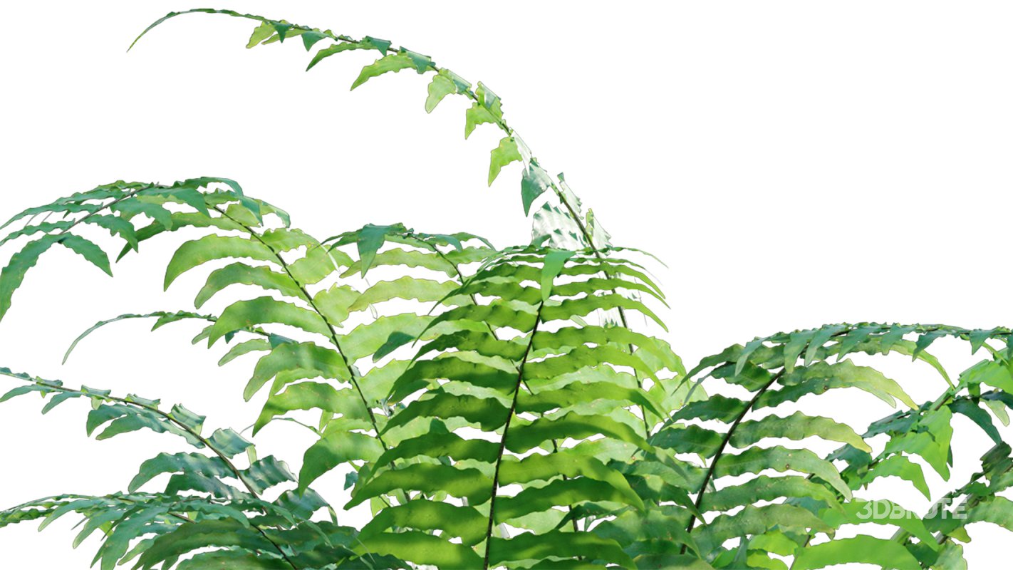 Collection 09 – Fern Garden Image 37
