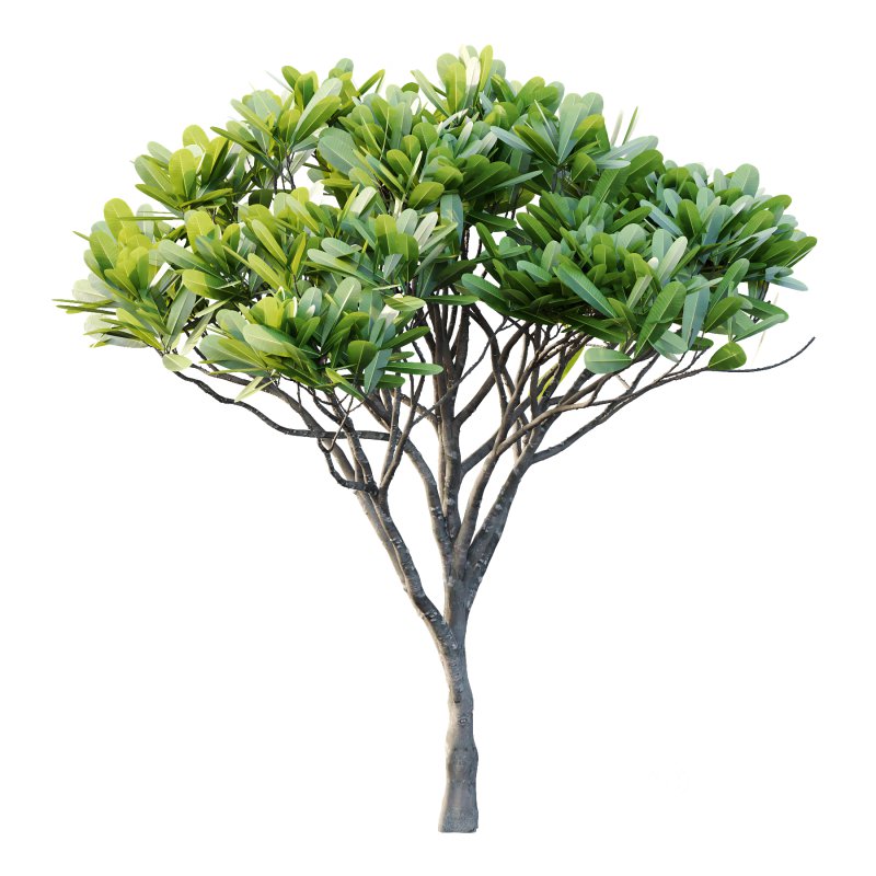 Plumeria Obtusa plant 03 Image 2