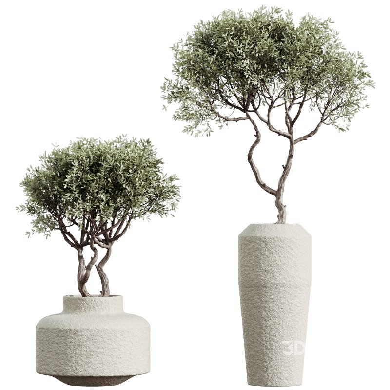 AV Indoor Plants Set 317 Arbequina Olive and Dracaena Lemon Dragon and Green Sansevieria Image 1