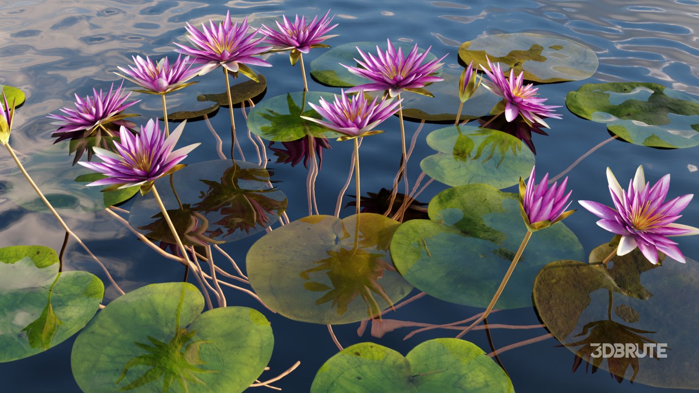 Collection 06 – Japanese Garden Image 17