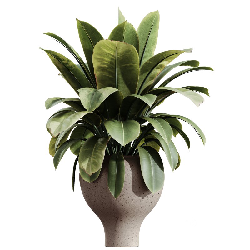 AV Indoor Plants Set 333 Ficus Robusta Abidjan and Ficus Dracaena Marginata Image 4