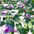 Ipomoea pes – caprae – Beach Morning Glory - Thumbnail 2