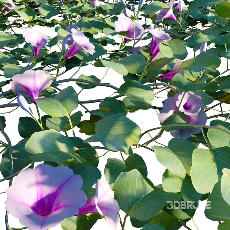 Ipomoea pes – caprae – Beach Morning Glory Image 2