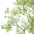 Celtis australis Tree 04 - Thumbnail 4