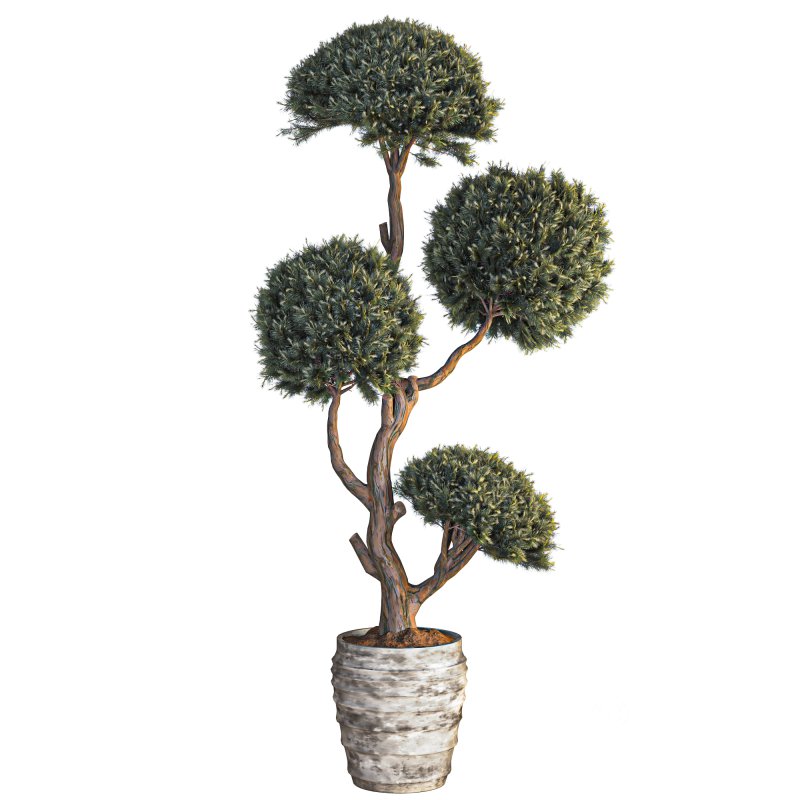 Indoor Topiary Ball Tree Image 2