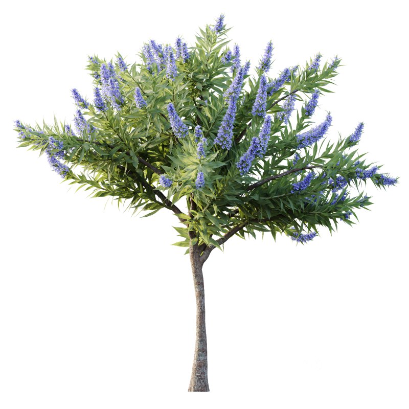 Echium candicans Pride of Madeira Bush 07 Image 2