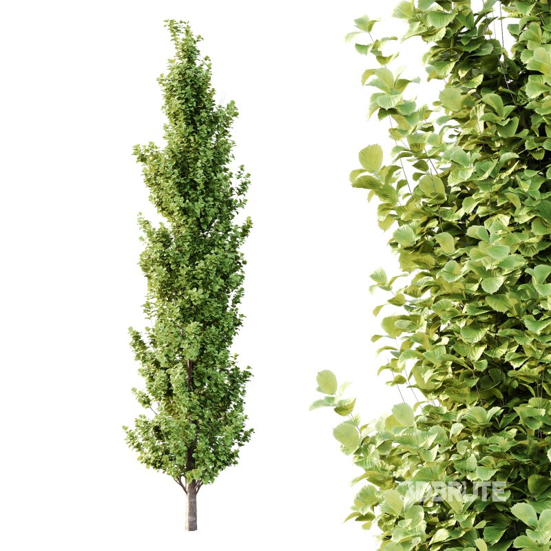 Different Trees 54 Image 2