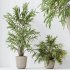 AV Indoor Plants Set 351 Dypsis Palm and Ficus Binnendijki and Ficus Cyathistipula and Elegant Monstera - Thumbnail 14
