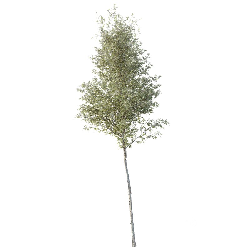 AV Plants Alnus Glutinosa Tree08 Image 2