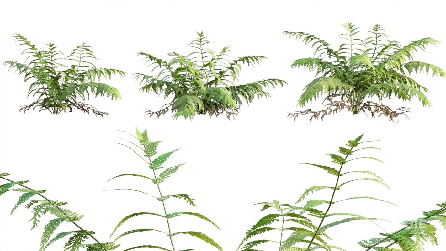 Collection 09 – Fern Garden Image 4