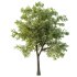 Celtis australis Tree 07 - Thumbnail 2