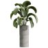 AV Indoor Plants Set 335 Banana Nicolai and Olive and Ficus Dracaena Marginata - Thumbnail 6
