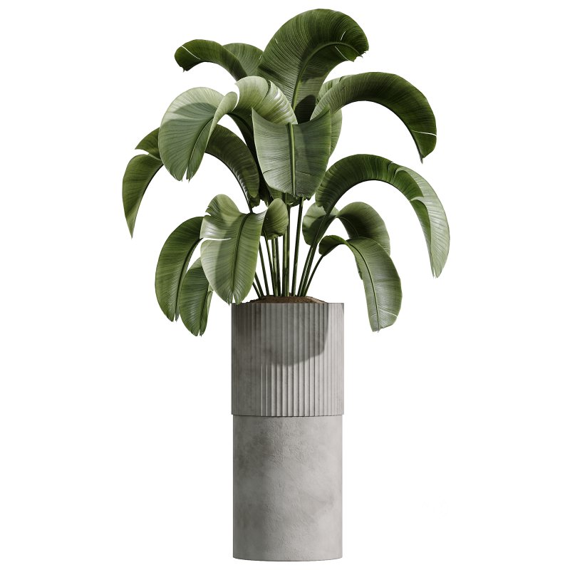 AV Indoor Plants Set 335 Banana Nicolai and Olive and Ficus Dracaena Marginata Image 6