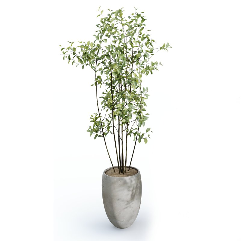 AV Indoor Plants Set 326 Europaea Olive Eucalyptus and Mission Arbequina Olive Image 1