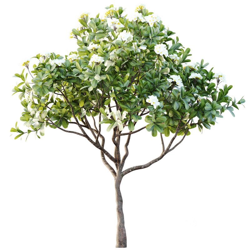 Plumeria Obtusa plant 05 Image 2