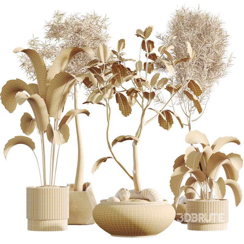 AV Indoor Plants Set 320 Banana Strelitzia Nicolai and Ficus Dracaena Marginata Image 13