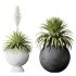 AV Indoor Plants Set 338 Yucca Elephantipes Rupicola and Euphorbia Drupifera Sunshine Agaveville - Thumbnail 1