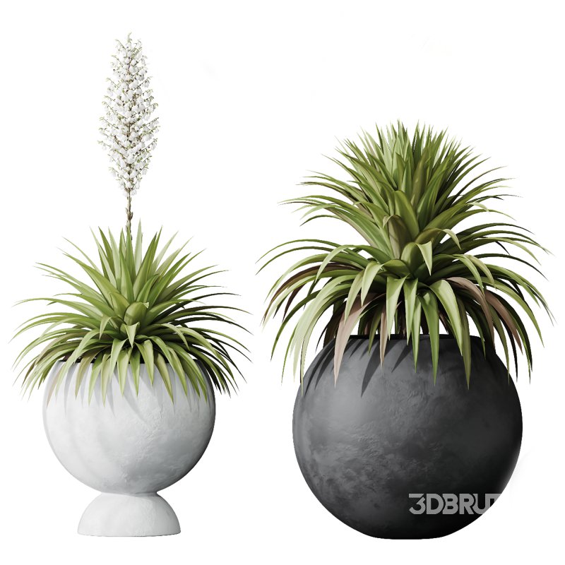 AV Indoor Plants Set 338 Yucca Elephantipes Rupicola and Euphorbia Drupifera Sunshine Agaveville Image 1