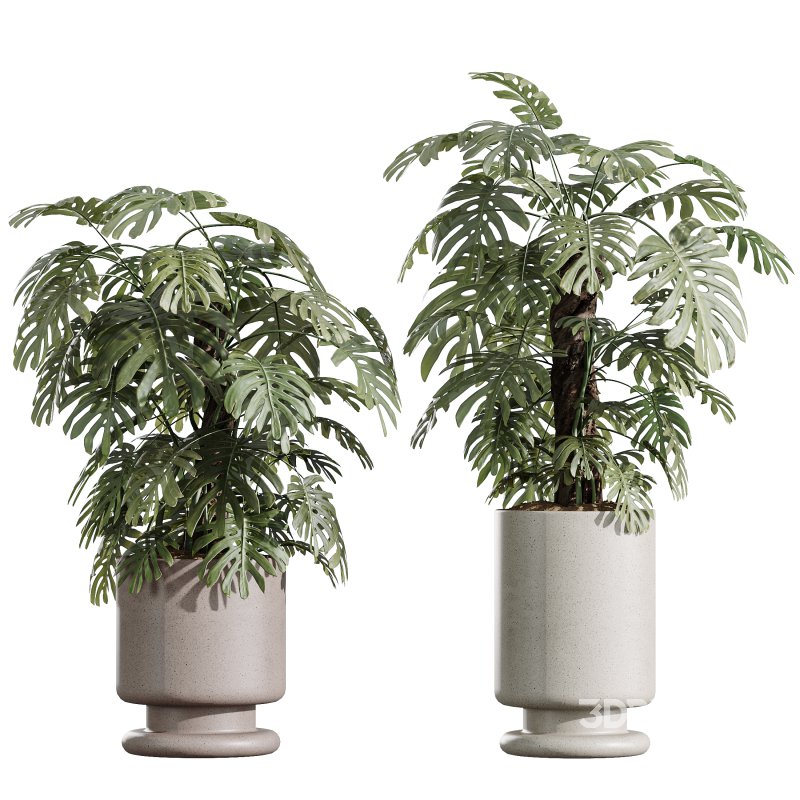 AV Indoor Plants Set 355 Dracaena Lime Cane Dragon and Elegant Monstera and Mission Kalamata Image 3