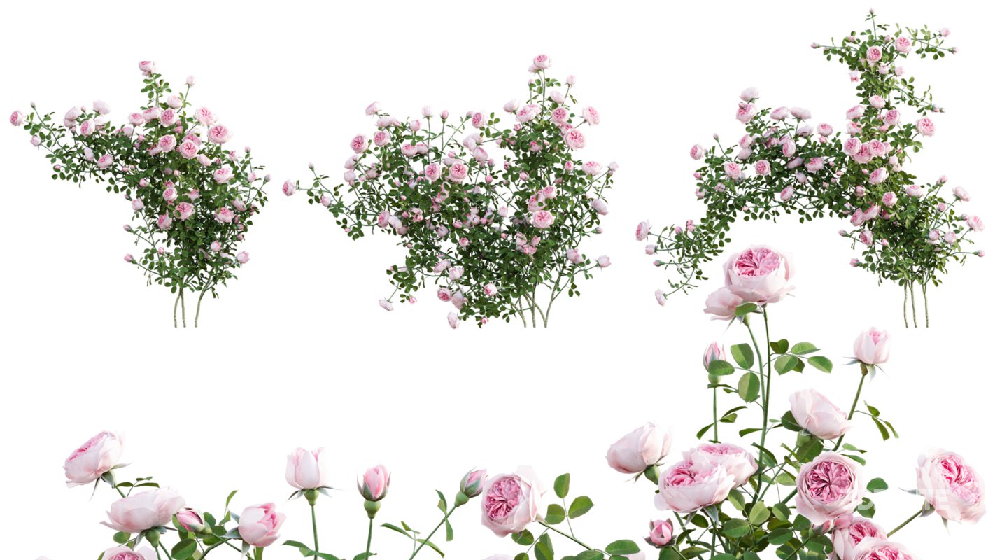 Collection 08 – Rose Garden Image 27