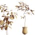 AV Indoor Plants Set 321 Japandi Decorative Minimalism Ficus Dracaena Marginata - Thumbnail 9