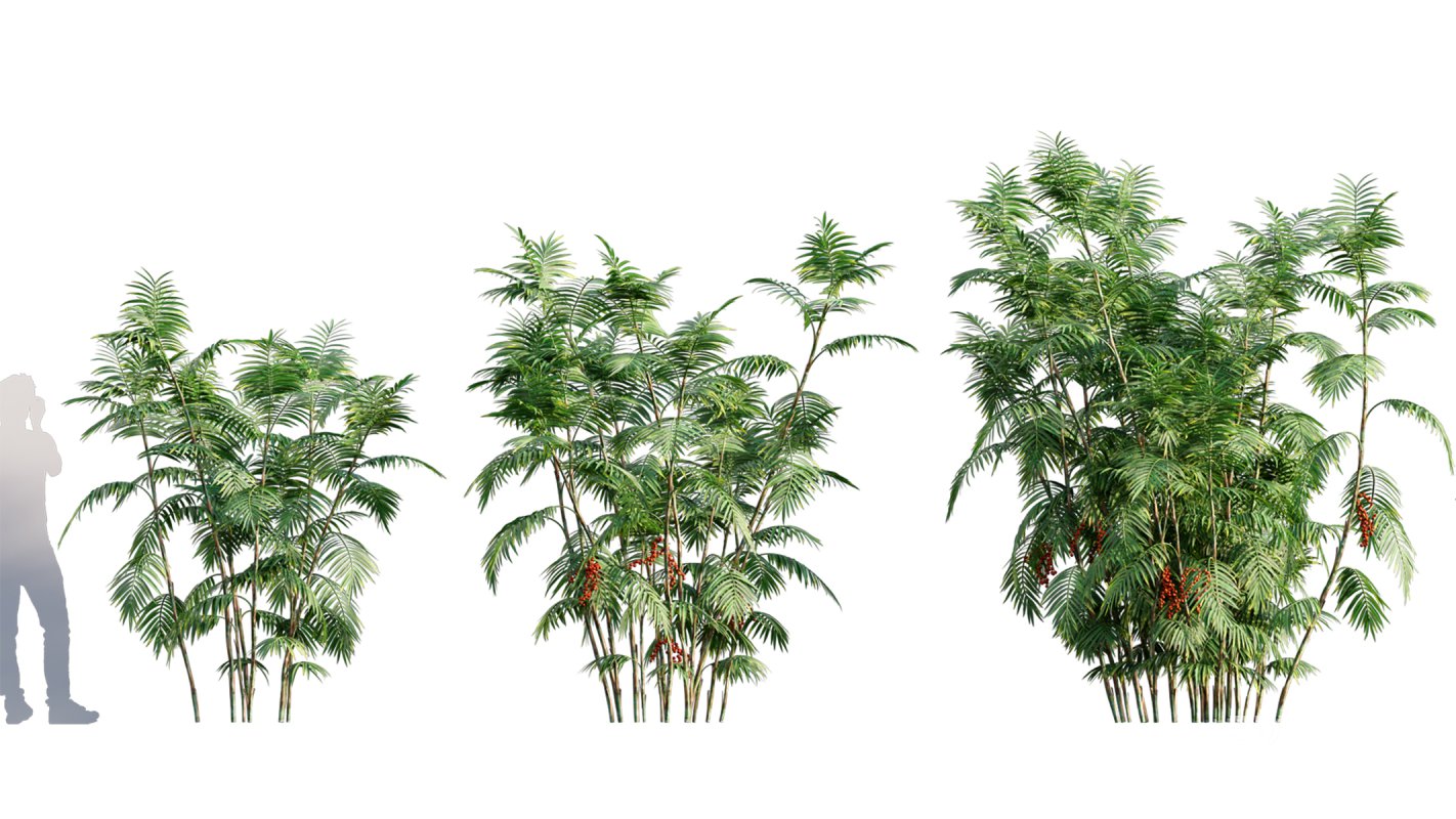 Collection 10 – Palm garden Image 11