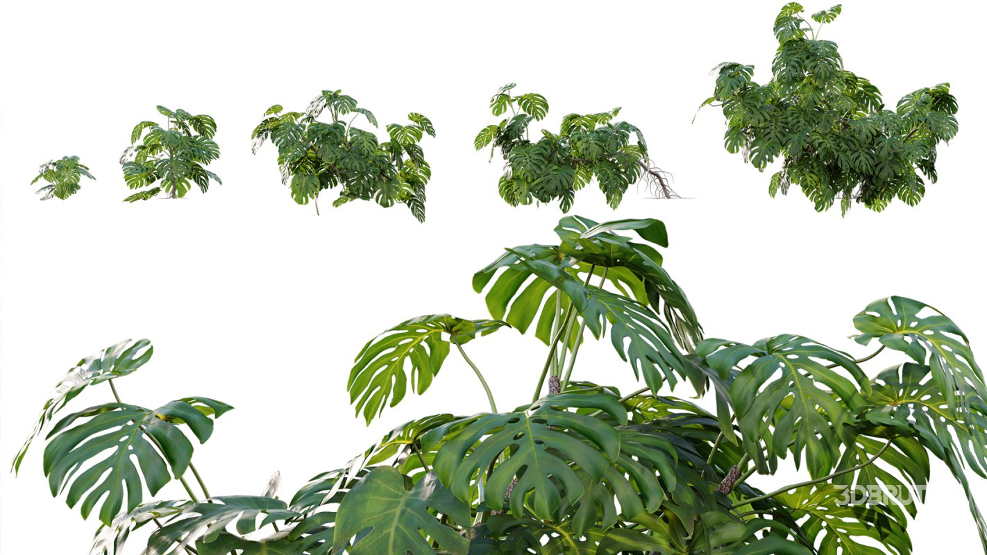 Collection 07 – Central America Garden Image 18