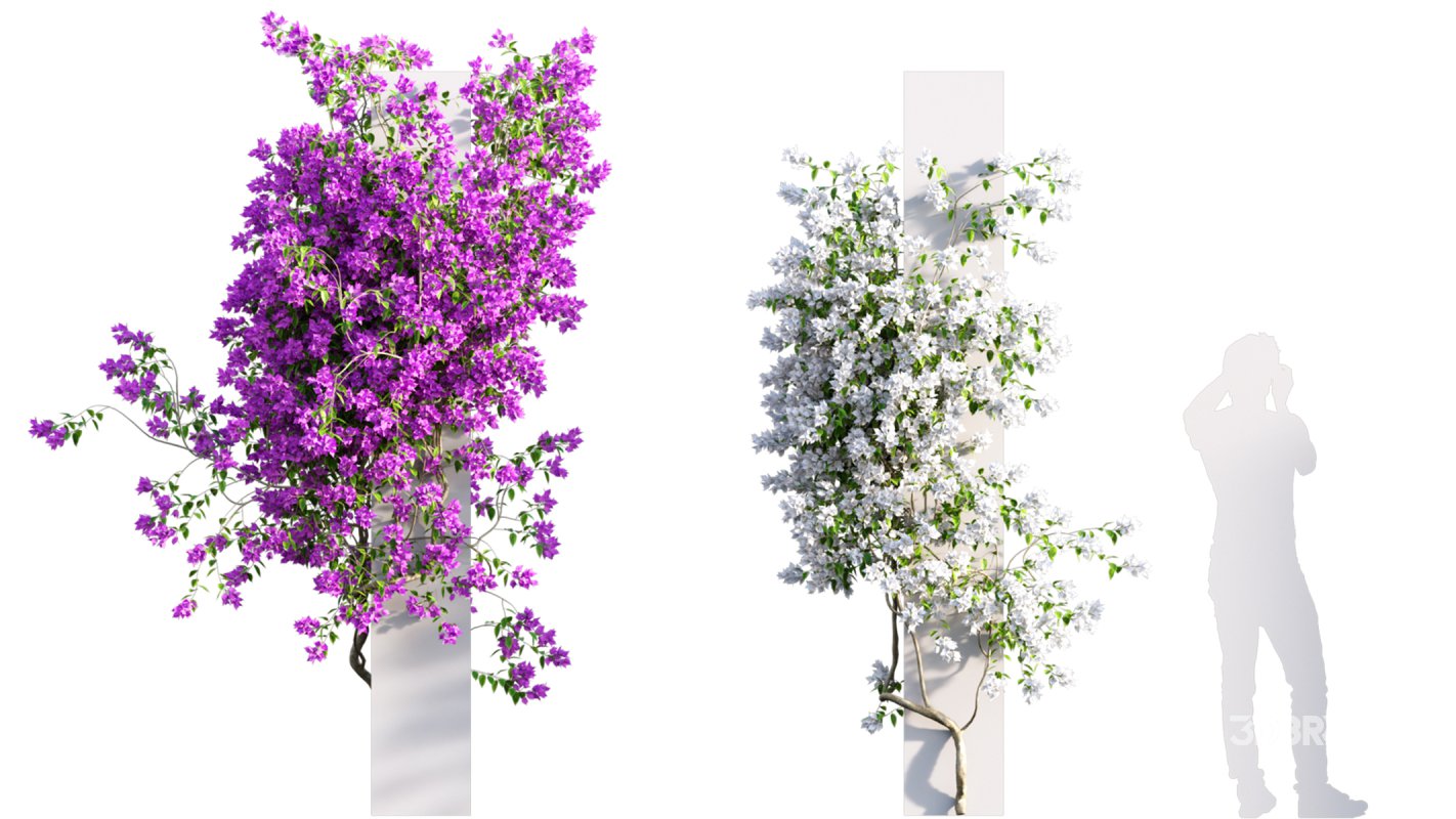 Collection 07 – Central America Garden Image 40