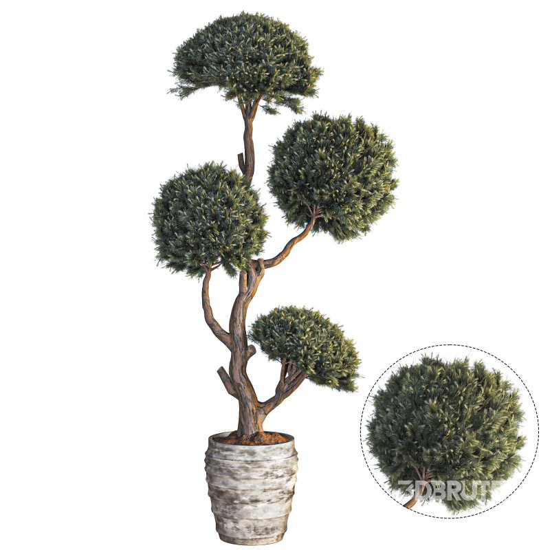 Indoor Topiary Ball Tree Image 1