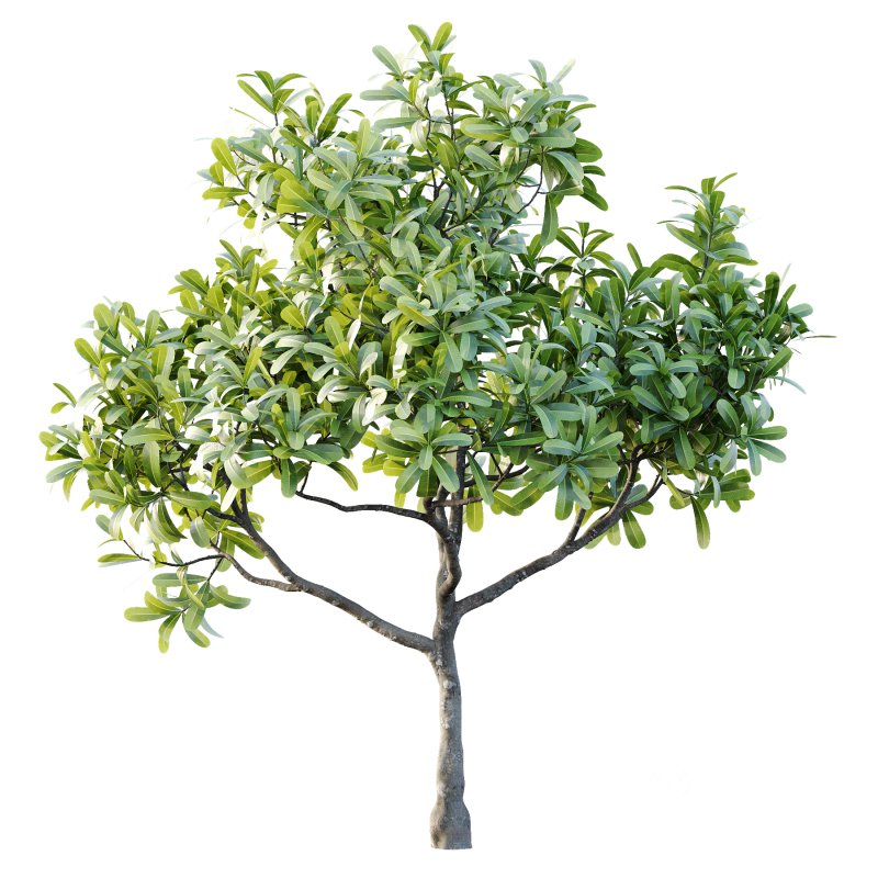 Plumeria Obtusa plant 02 Image 3