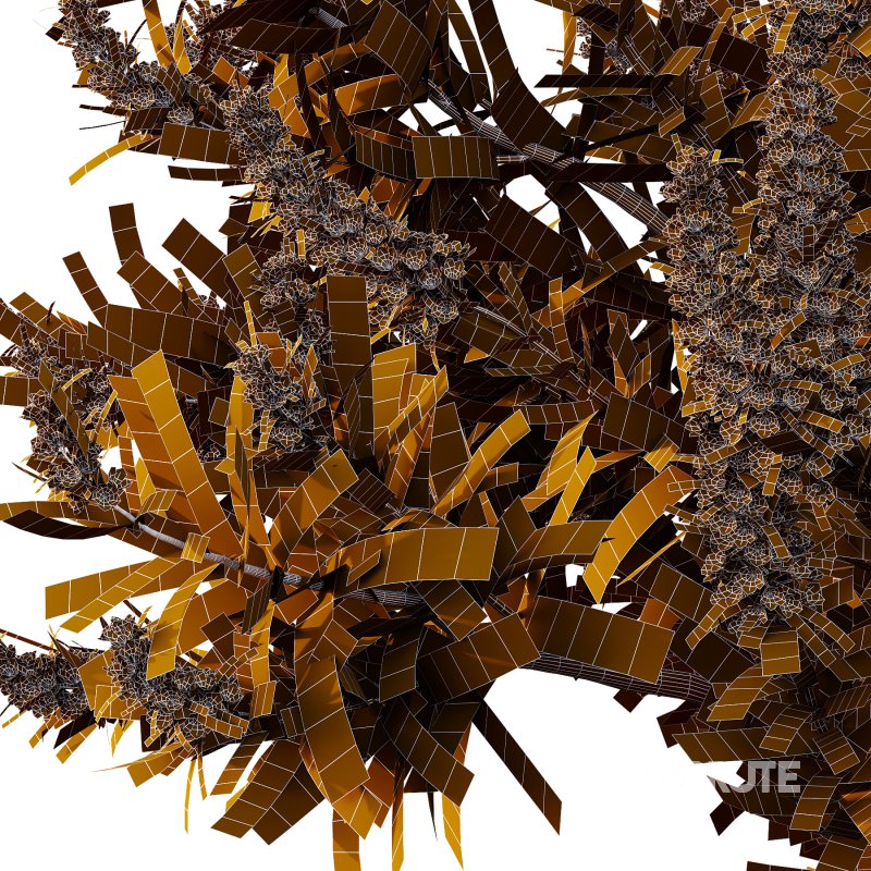 Echium candicans Pride of Madeira Bush 07 Image 3