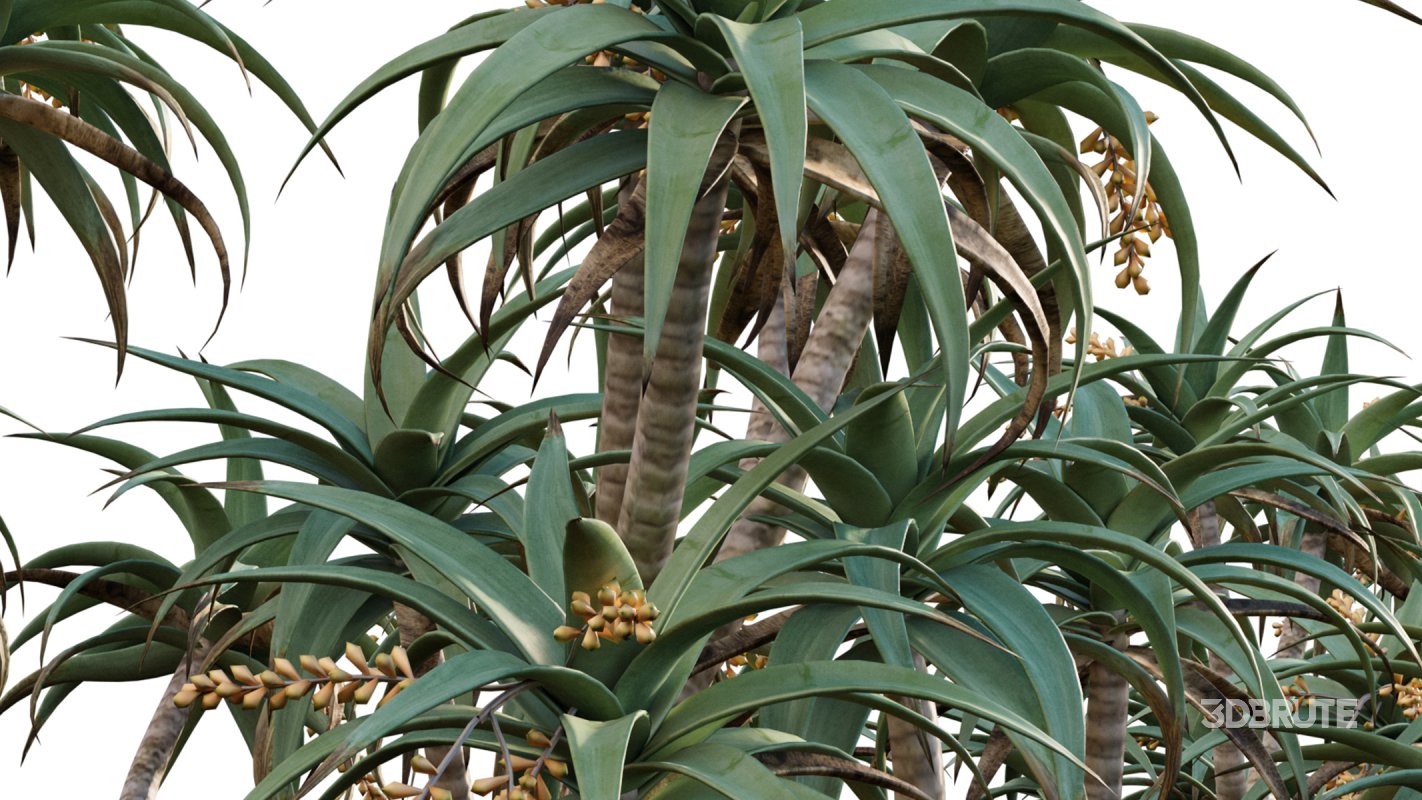 Collection 12 – Desert Garden Image 17