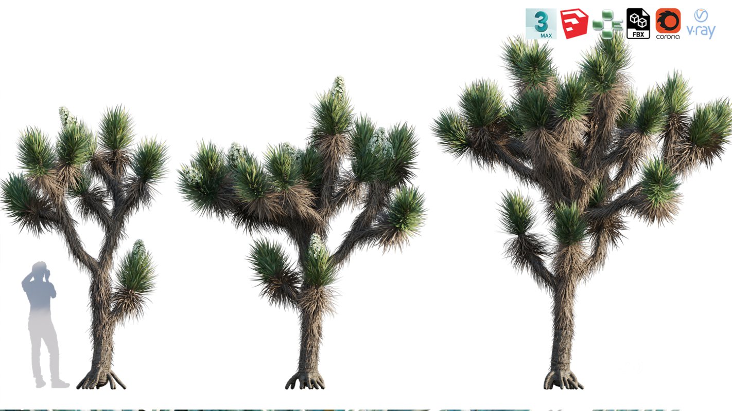 Collection 12 – Desert Garden Image 35