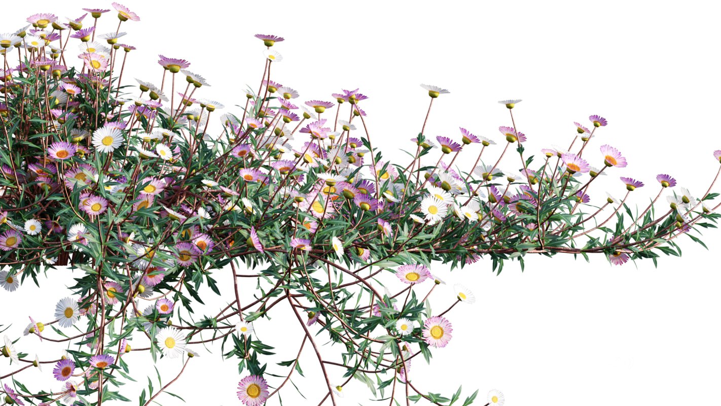 Collection 11 – Ground cover – Vines and Creepers Image 27