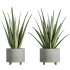 AV Indoor Plants Set 331 Ficus Dracaena Marginata and Alnus Glutinosa Alder and Aloe Vera - Thumbnail 2